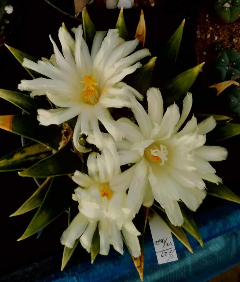 三角牡丹原種の花
